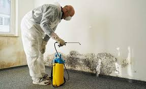 Mold Remediation for Rental Properties in Gig Harbor, WA